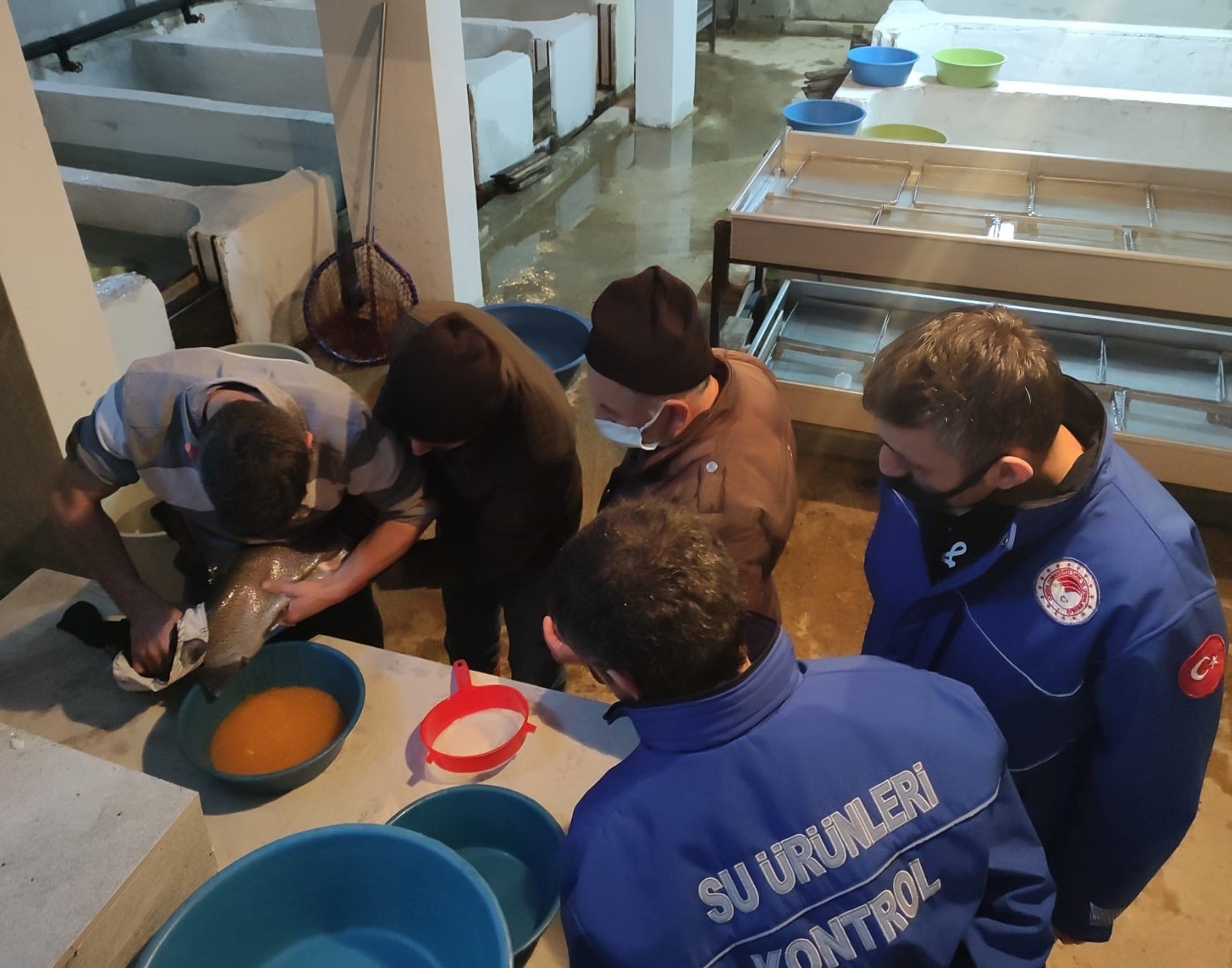 Giresun’da Alabalık Sağımı Devam Ediyor