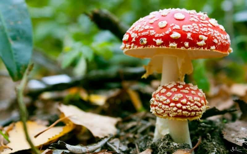 Giresun Valiliği’nden “Şüpheli Mantarları Tüketmeyin” Uyarısı