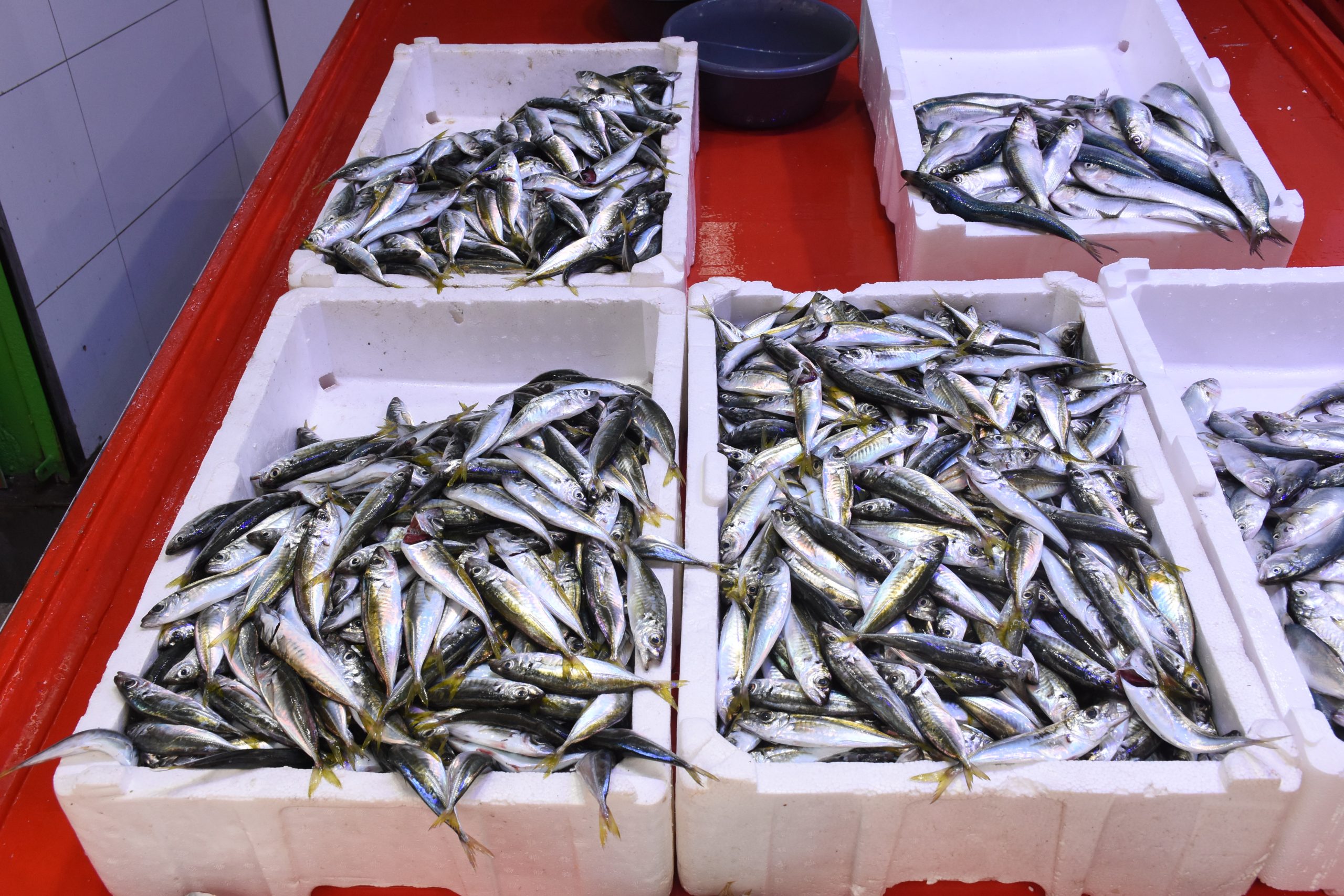 Giresun’da Yeni Sezonun Balıkları Tezgahlarda