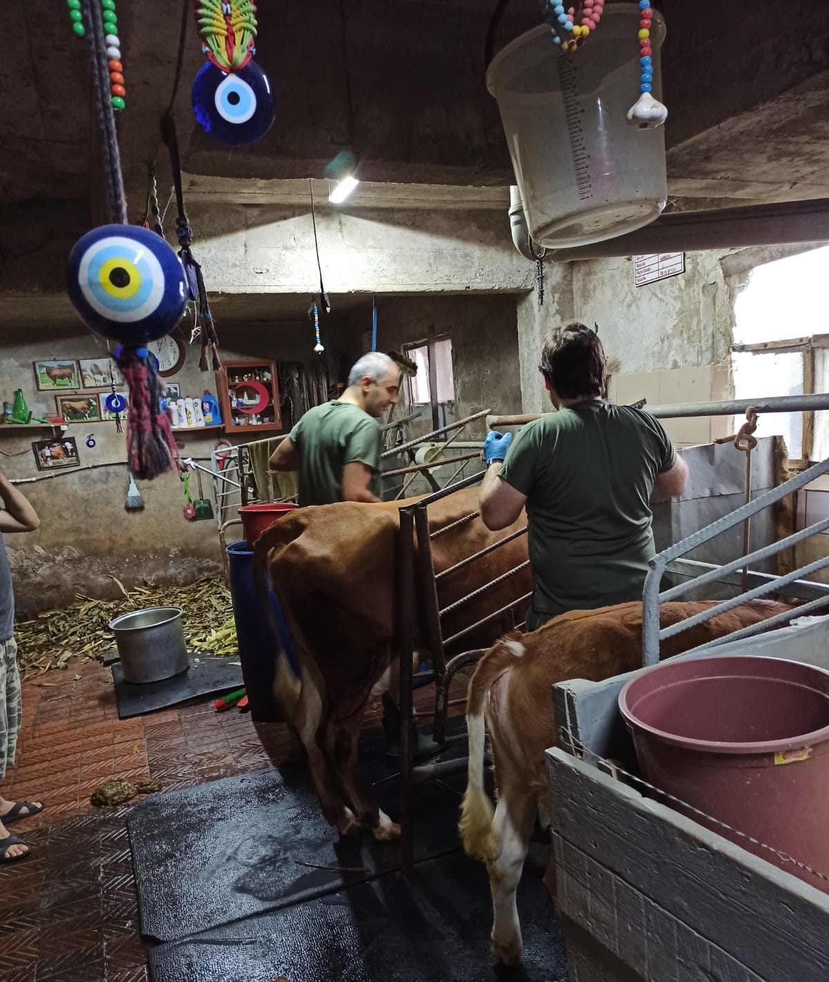 Sonbahar Şap Aşılama Kampanyası Başladı