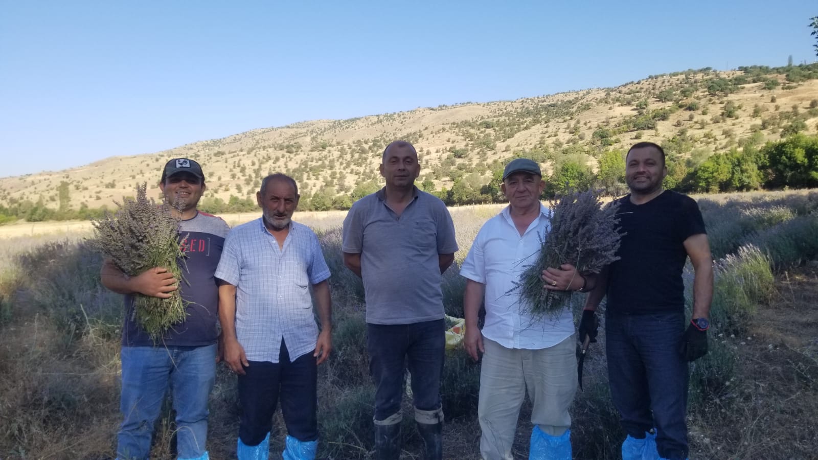 Lavanta Bahçelerinde Hasat Heyecanı Başladı