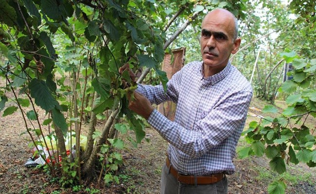 Başkan Karan, Fındık İçin Rekabet Kurumunu Göreve Çağırdı!