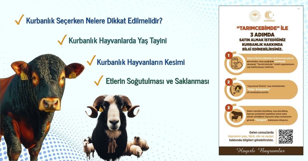 Kurbanlık Seçerken Nelere Dikkat Edilmelidir?
