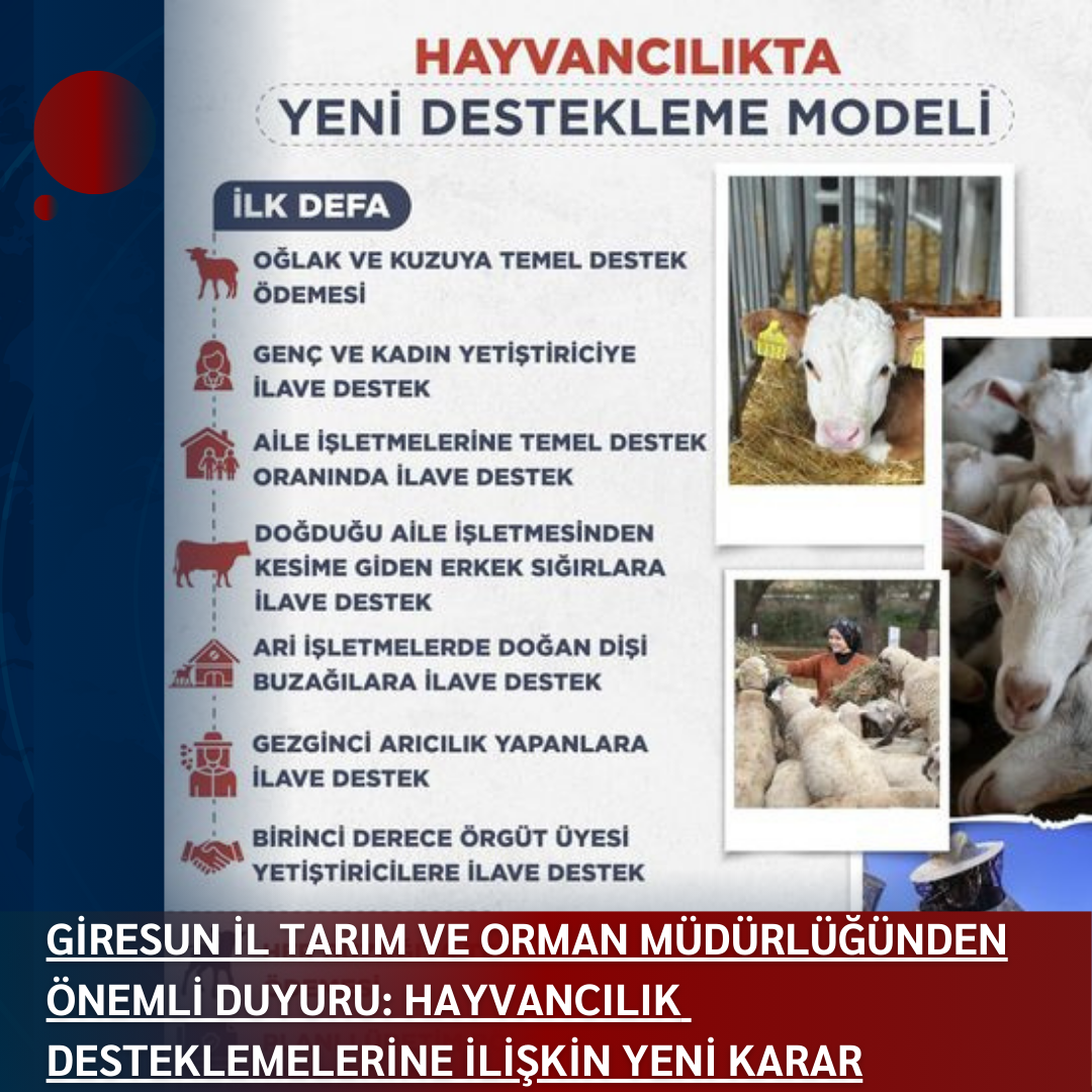 GİRESUN İL TARIM VE ORMAN MÜDÜRLÜĞÜNDEN ÖNEMLİ DUYURU: HAYVANCILIK DESTEKLEMELERİNE İLİŞKİN YENİ KARAR