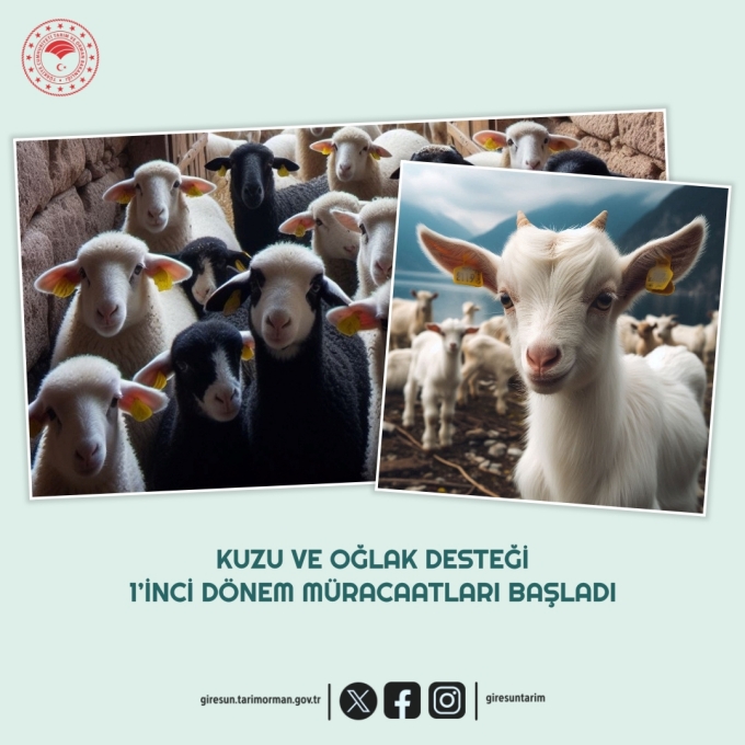 KUZU VE OĞLAK DESTEĞİ 1’İNCİ DÖNEM MÜRACAATLARI BAŞLADI