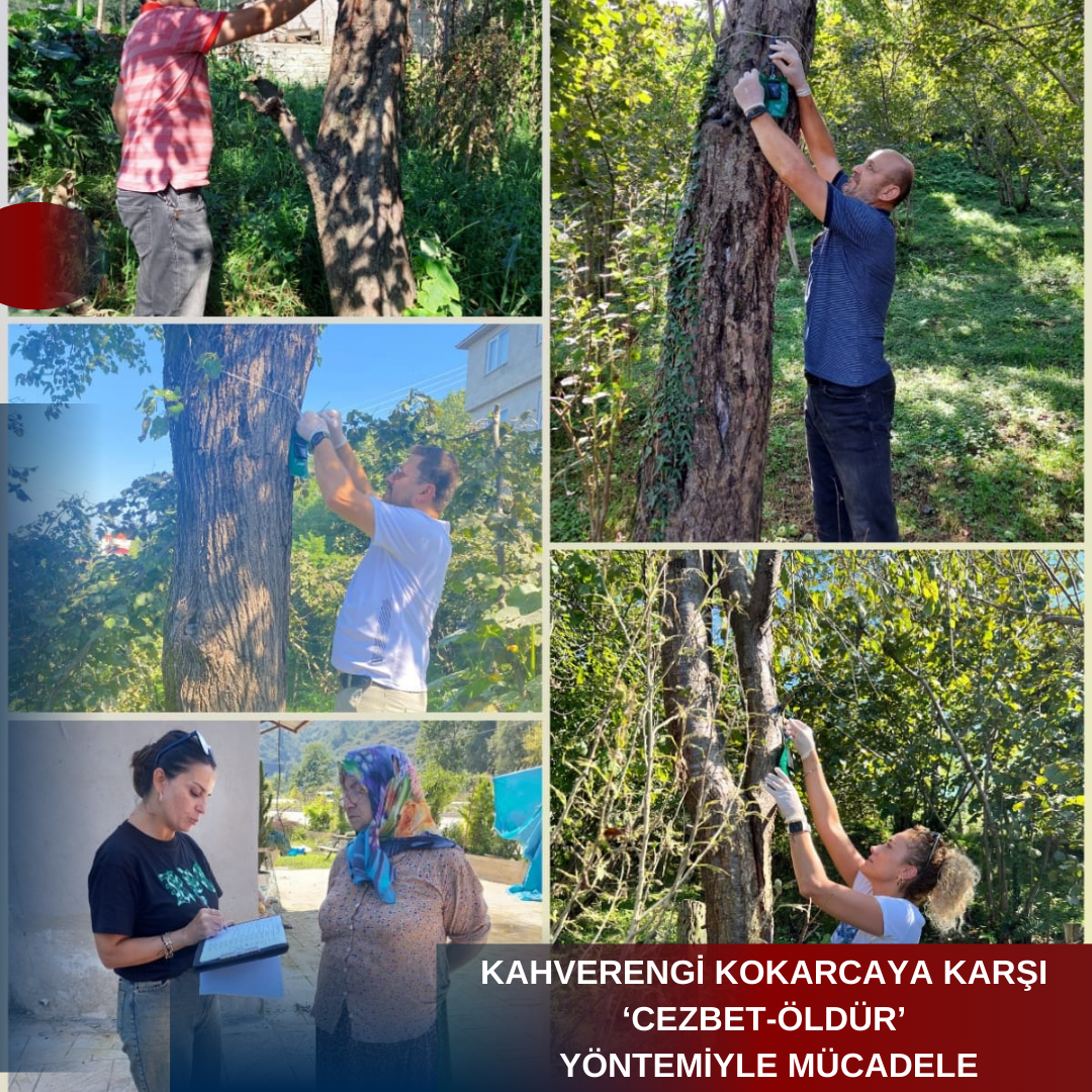 KAHVERENGİ KOKARCAYA KARŞI ‘CEZBET-ÖLDÜR’ YÖNTEMİYLE MÜCADELE