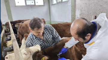 GİRESUN’da HASTALIKTAN ARİ İŞLETMELER ÇOĞALIYOR