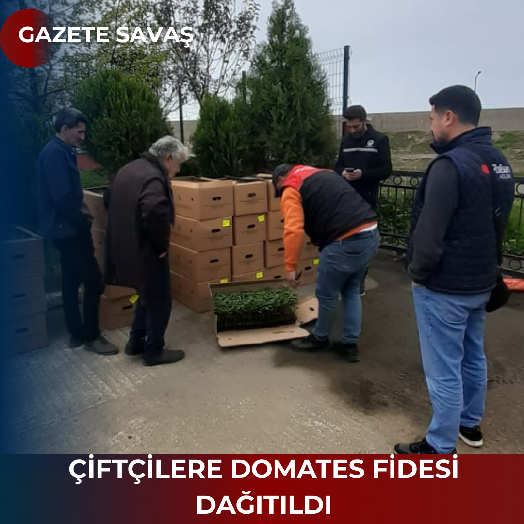 ÇİFTÇİLERE DOMATES FİDESİ DAĞITILDI