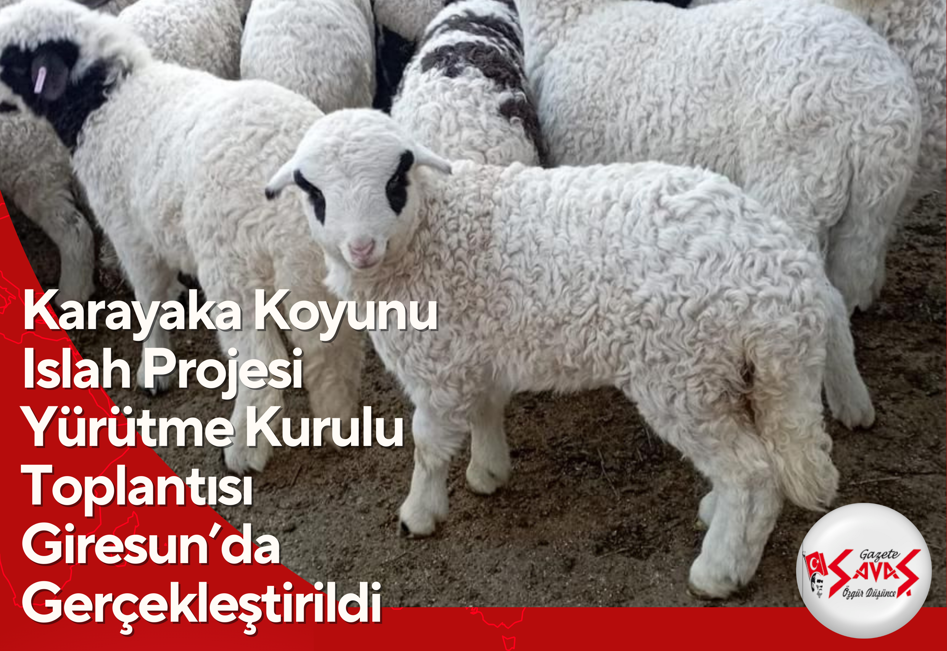 Karayaka Koyunu Islah Projesi Yürütme Kurulu Toplantısı Giresun’da Gerçekleştirildi