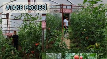 Yağlıdere’de %75 Hibeli Domates Üretimi Başladı