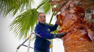 PALMİYE AĞAÇLARINDA BUDAMA ÇALIŞMASI YAPILDI