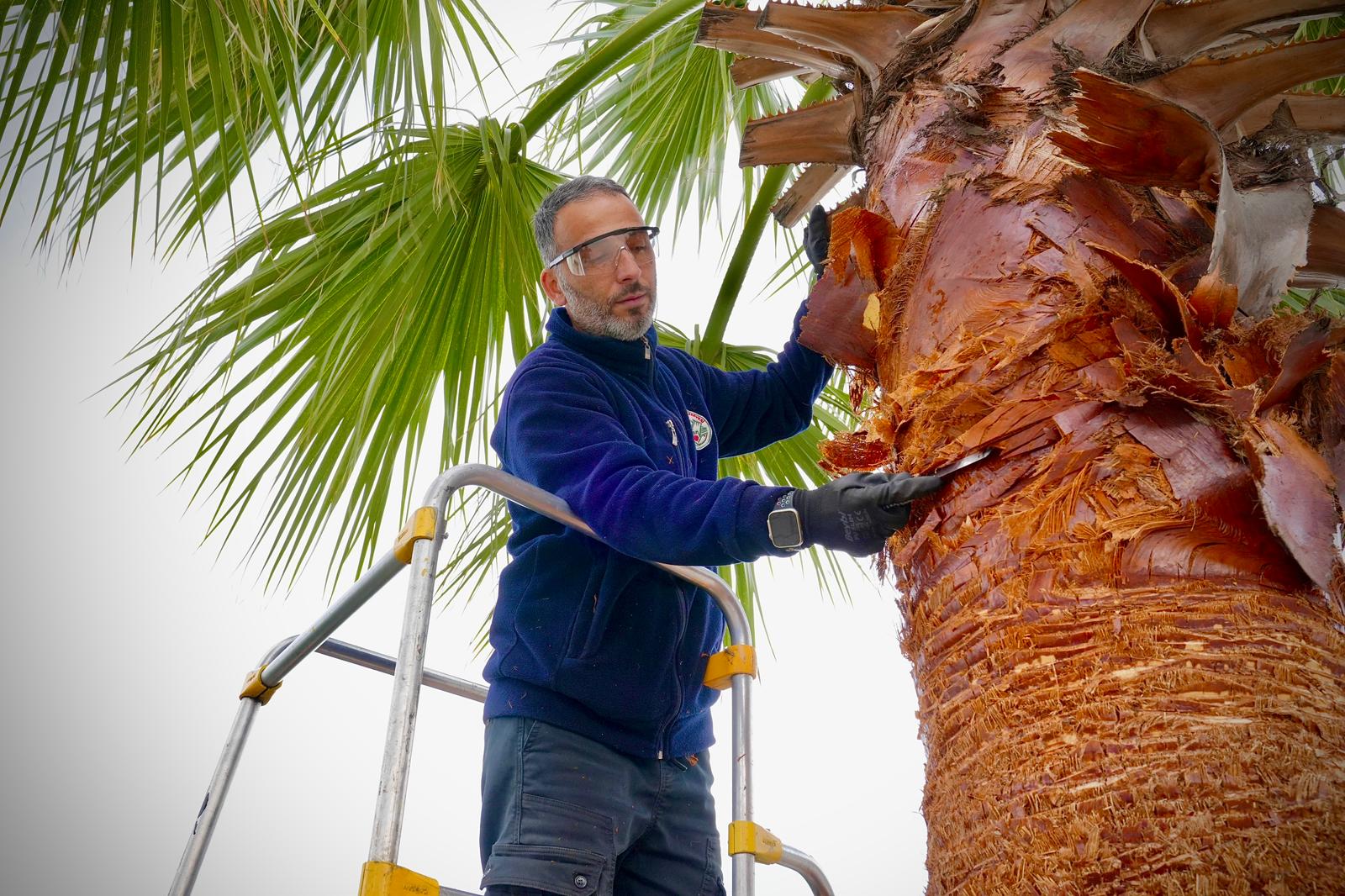 PALMİYE AĞAÇLARINDA BUDAMA ÇALIŞMASI YAPILDI